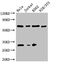 FANCC Polyclonal Antibody