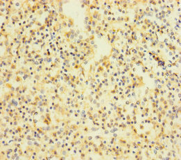 Immunohistochemistry of paraffin-embedded human spleen tissue using FFAR2 Polyclonal Antibody at dilution of 1:100