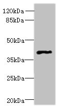 Western blot<br />All lanes: FFAR3 Polyclonal Antibody at 0.5ug/ml+Mouse kidney tissue<br />Goat polyclonal to rabbit at 1/10000 dilution<br />Predicted band size: 39 kDa<br />Observed band size: 39 kDa<br />
