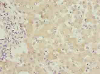 FMO4 Polyclonal Antibody