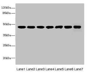 FNTB Polyclonal Antibody