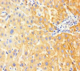 G6PC Polyclonal Antibody