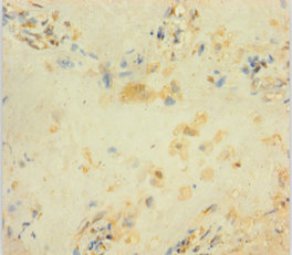 GADD45B Polyclonal Antibody