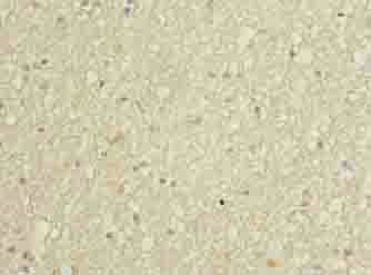 GNG11 Polyclonal Antibody