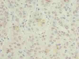 GNG5 Polyclonal Antibody