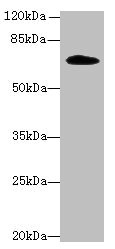 GNL1 Polyclonal Antibody