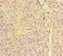 GNMT Polyclonal Antibody