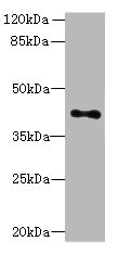 HTR1E Polyclonal Antibody
