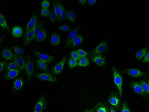 IFITM2 Polyclonal Antibody