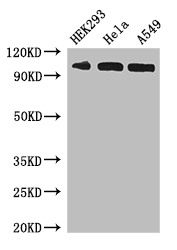 IPO13 Polyclonal Antibody