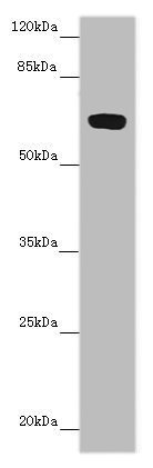 FAM234B Polyclonal Antibody