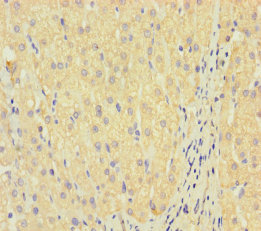 LAIR2 Polyclonal Antibody