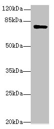 LMF2 Polyclonal Antibody