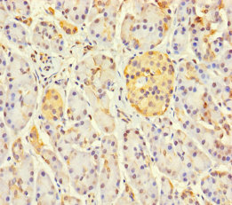 LOXL3 Polyclonal Antibody