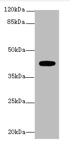 LPAR4 Polyclonal Antibody