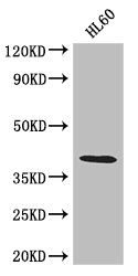 LUZP2 Polyclonal Antibody