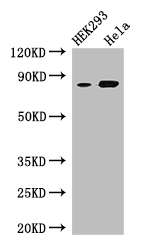 MELTF Polyclonal Antibody