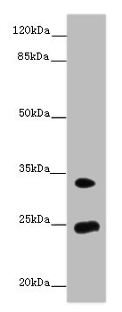 MREG Polyclonal Antibody