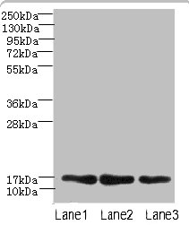 MRPL14 Polyclonal Antibody