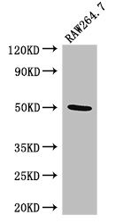 NADK Polyclonal Antibody
