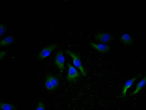 NPBWR2 Polyclonal Antibody