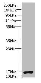 NR2C2AP Polyclonal Antibody