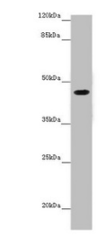 NXF5 Polyclonal Antibody