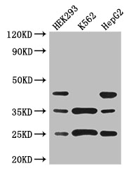 PCTP Polyclonal Antibody