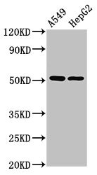 PPOX Polyclonal Antibody