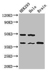 PPP1CC Polyclonal Antibody