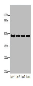 PSG6 Polyclonal Antibody