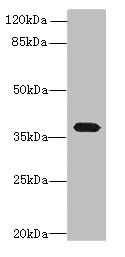 PTAFR Polyclonal Antibody