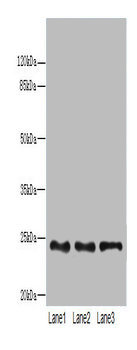 RAB4B Polyclonal Antibody
