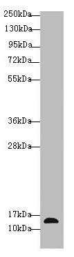 RABIF Polyclonal Antibody