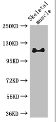 RBL1 Polyclonal Antibody