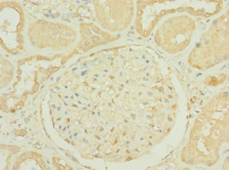 RNASE9 Polyclonal Antibody