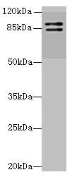 RNF10 Polyclonal Antibody