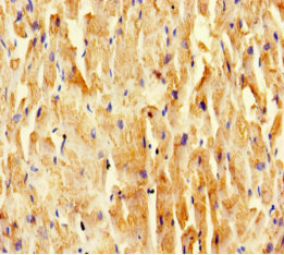 SCOC Polyclonal Antibody