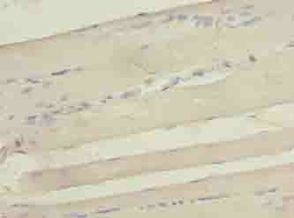 SEPW1 Polyclonal Antibody