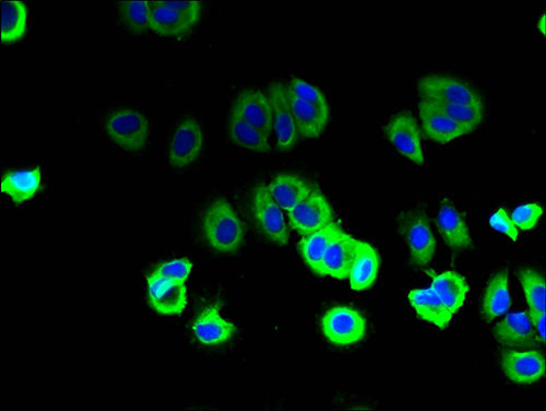 SFT2D2 Polyclonal Antibody