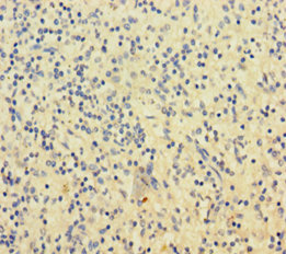 SLAMF8 Polyclonal Antibody