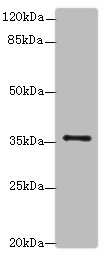 SLC35B1 Polyclonal Antibody