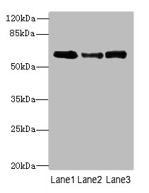 Smox Polyclonal Antibody