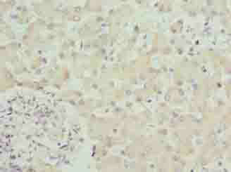 SPCS3 Polyclonal Antibody