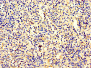 SRP19 Polyclonal Antibody