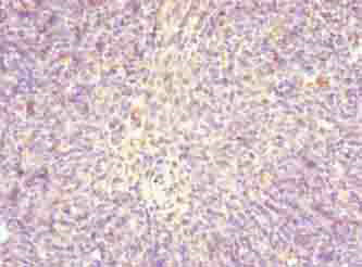 STRA13 Polyclonal Antibody