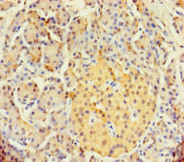 SYCN Polyclonal Antibody