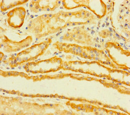 TMEM120B Polyclonal Antibody