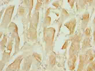 TMEM184C Polyclonal Antibody