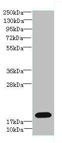 TPPP2 Polyclonal Antibody
